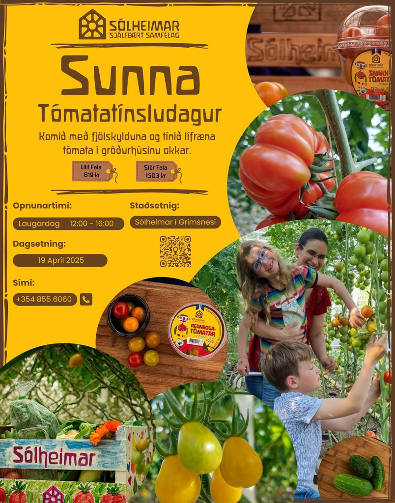 Tómatatínslu dagur í Sunnu laugardaginn 19. apríl